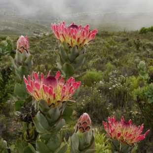 Protea eximia